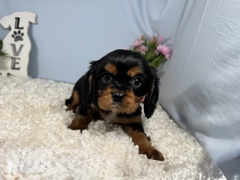 Romeo – Cavalier King Charles Spaniel puppy for sale in Waynesville, MO