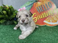 Ivory, a female Havapoo for sale in Waynesville, MO – 3 of 4