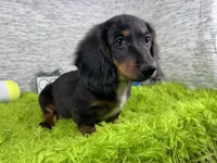 Patrick, a male Miniature Dachshund for sale in Waynesville, MO – 5 of 10