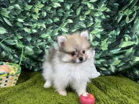 Mark, a male Pomeranian for sale in Waynesville, MO – Photo 3 of 3