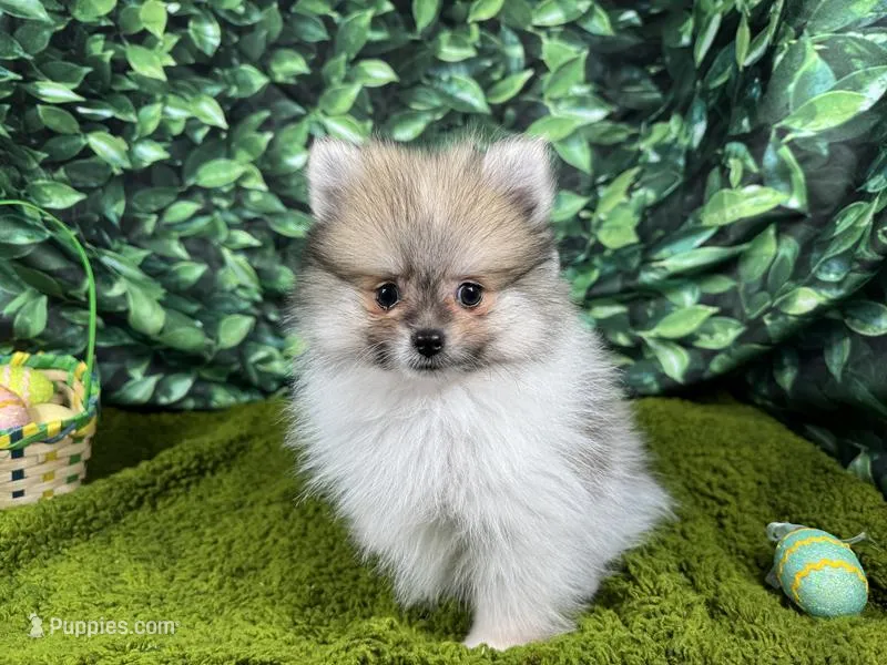 Mark – Pomeranian puppy for sale in Waynesville, MO
