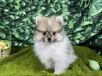 Mark, a male Pomeranian for sale in Waynesville, MO – Photo 1 of 3