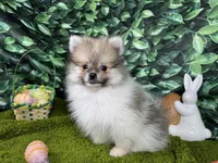 Mark, a male Pomeranian for sale in Waynesville, MO – Photo 2 of 3
