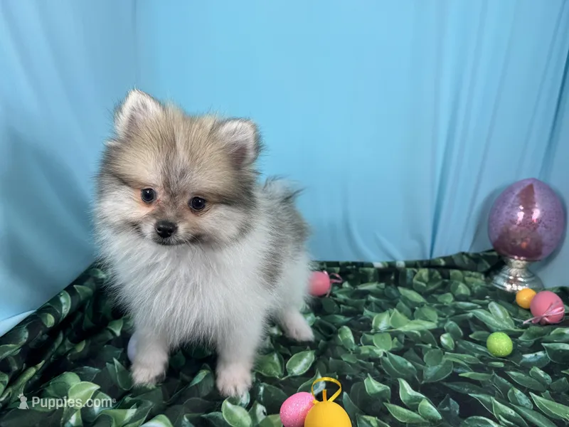 Mark – Pomeranian puppy for sale in Waynesville, MO