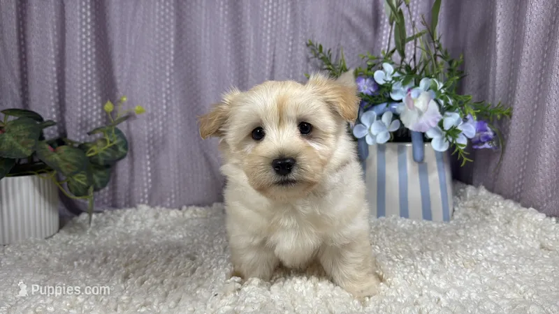 Kingston – Havanese puppy for sale in Waynesville, MO