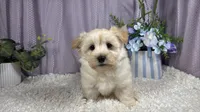 Kingston, a male Havanese for sale in Waynesville, MO – 1 of 10