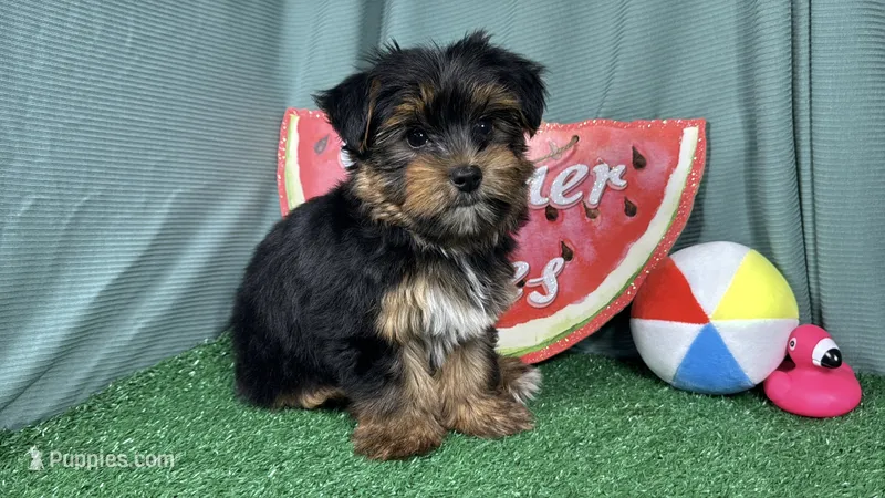 Peter – Yorkshire Terrier puppy for sale in Waynesville, MO