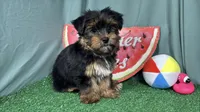 Peter, a male Yorkshire Terrier for sale in Waynesville, MO – 4 of 10