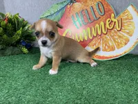 Ford, a male Chihuahua for sale in Waynesville, MO – 3 of 4
