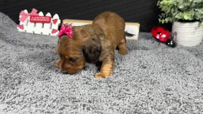 Wendy, a female Miniature Dachshund for sale in Waynesville, MO – 4 of 4