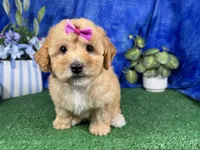 Lady, a female Poodle - Toy  for sale in Waynesville, MO – 3 of 4