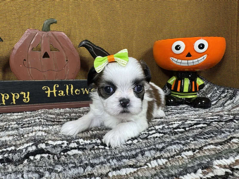 Gem – Shih Tzu puppy for sale in Waynesville, MO