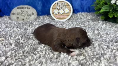 Maxwell, a male Yorkipoo for sale in Waynesville, MO – 4 of 4