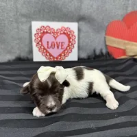 Izzy, a female Havanese for sale in Waynesville, MO – Photo 9 of 10