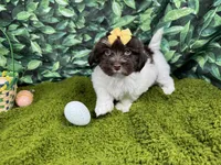 Izzy, a female Havanese for sale in Waynesville, MO – Photo 5 of 10