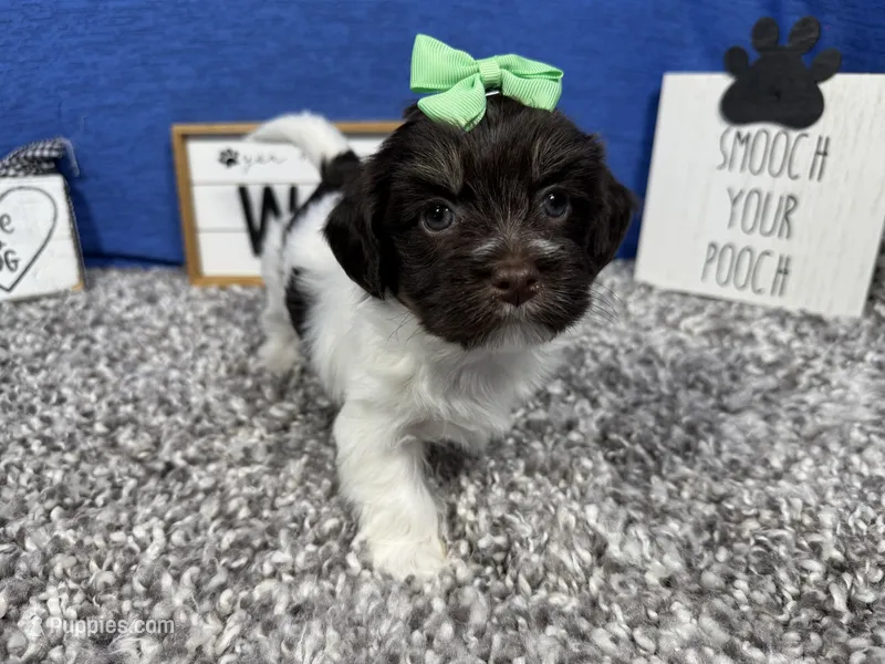 Izzy – Havanese puppy for sale in Waynesville, MO