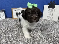 Izzy, a female Havanese for sale in Waynesville, MO – Photo 7 of 10