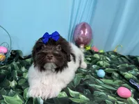 Izzy, a female Havanese for sale in Waynesville, MO – Photo 2 of 10