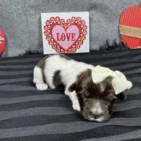 Izzy, a female Havanese for sale in Waynesville, MO – Photo 10 of 10