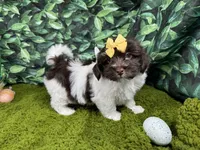 Izzy, a female Havanese for sale in Waynesville, MO – Photo 4 of 10