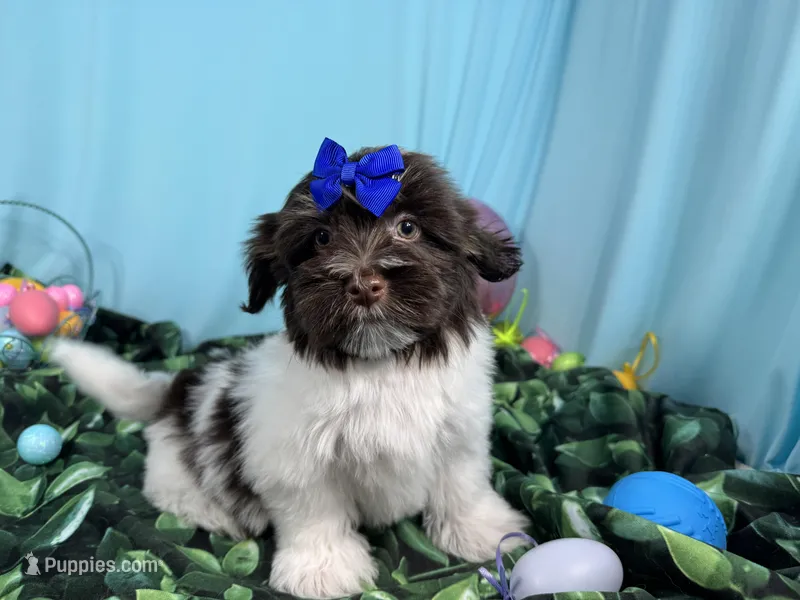 Izzy – Havanese puppy for sale in Waynesville, MO