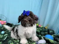 Izzy, a female Havanese for sale in Waynesville, MO – Photo 1 of 10