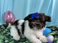 Izzy, a female Havanese for sale in Waynesville, MO – Photo 3 of 10