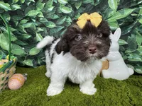 Izzy, a female Havanese for sale in Waynesville, MO – Photo 6 of 10