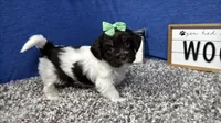 Izzy, a female Havanese for sale in Waynesville, MO – Photo 8 of 10