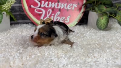 Navaeh, a female Yorkshire Terrier for sale in Waynesville, MO – 4 of 4