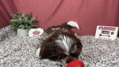 Gilroy, a male Shih Tzu for sale in Waynesville, MO – 4 of 4