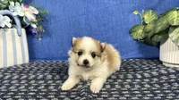 Malachi, a male Pomeranian for sale in Waynesville, MO – 1 of 3