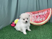 Pumba, a male Pomeranian for sale in Waynesville, MO – 3 of 3