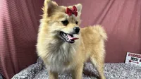 Penny, a female Pomeranian for sale in Waynesville, MO – 3 of 10