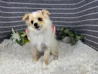 Sarah, a female Pomeranian for sale in Waynesville, MO – 2 of 10