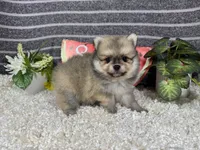 Benson, a male Pomeranian for sale in Waynesville, MO – 3 of 4