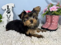 Sienna, a female Yorkshire Terrier for sale in Waynesville, MO – 7 of 10