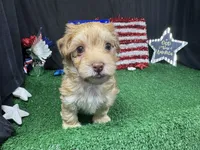 Izaiah, a male Havapoo for sale in Waynesville, MO – 8 of 10