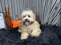 Merlin, a male Havapoo for sale in Waynesville, MO – 2 of 3