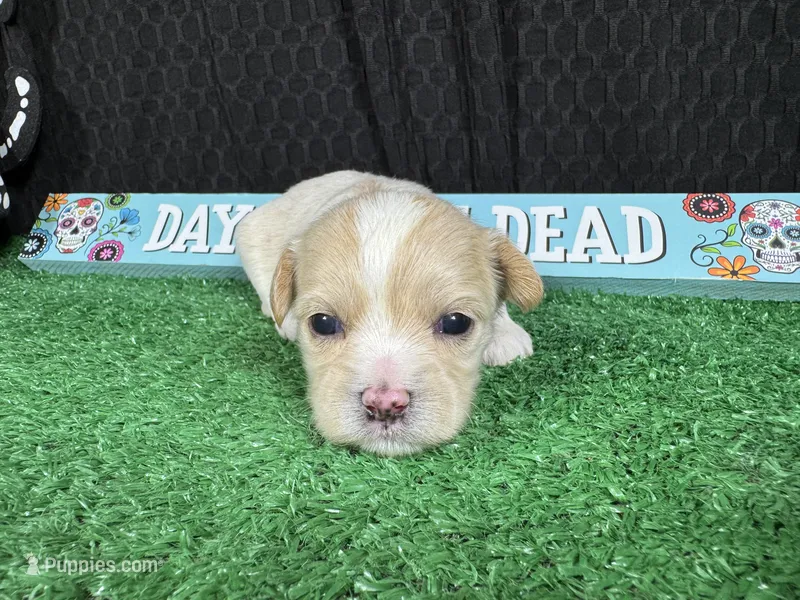 Gavin – Maltipoo puppy for sale in Waynesville, MO