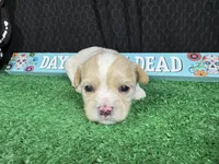 Gavin, a male Maltipoo for sale in Waynesville, MO – 1 of 3