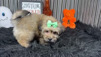 Izzy, a female Havanese for sale in Waynesville, MO – 10 of 10