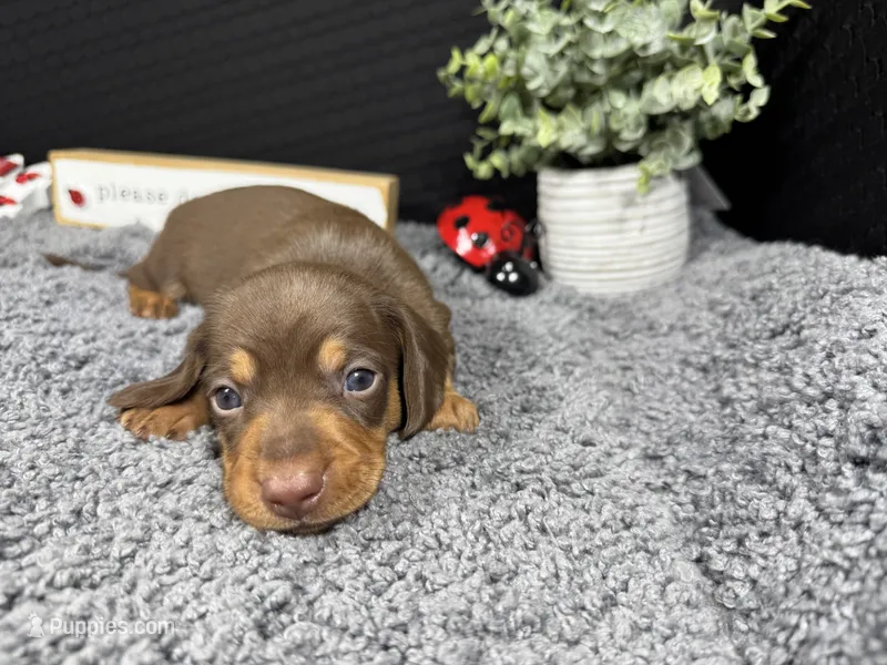 William – Miniature Dachshund puppy for sale in Waynesville, MO