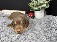 William, a male Miniature Dachshund for sale in Waynesville, MO – 1 of 3
