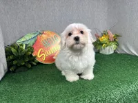 Izen, a male Havamalt for sale in Waynesville, MO – 2 of 8
