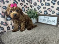 Daisy, a female Poodle - Toy  for sale in Waynesville, MO – 3 of 9