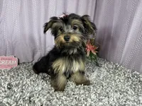 Sophia, a female Yorkshire Terrier for sale in Waynesville, MO – 2 of 10