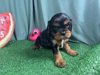 Romeo, a male Cavalier King Charles Spaniel for sale in Waynesville, MO – 2 of 3