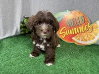 Maxwell, a male Yorkipoo for sale in Waynesville, MO – 2 of 10