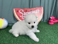 Phoenix, a male Pomeranian for sale in Waynesville, MO – 2 of 3